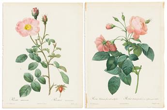 REDOUTE, PIERRE JOSEPH. Rosa Muscosa [and] Rosa Reclinata Flore Submultiplici.